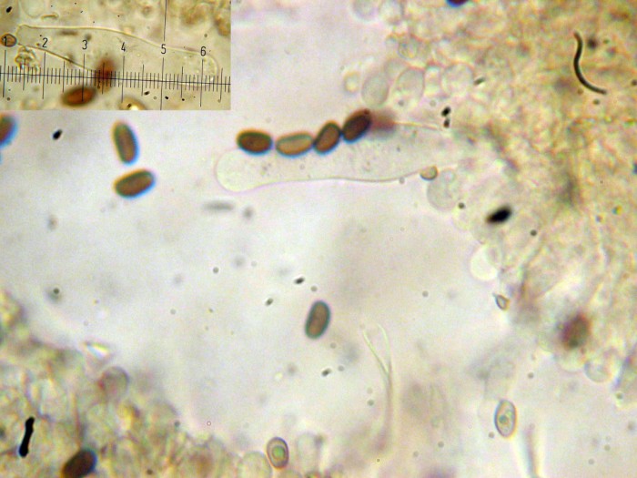 Psathyrella sp (cfr. Psathyrella tephrophylla)